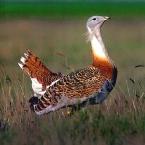 Grotrappe bei Hortobgy in der Puta