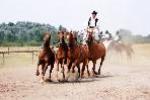 Reitshow in der Puszta