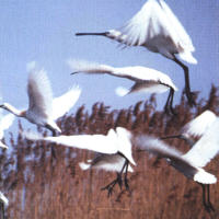 Löffler (Platalea leucorodia)
