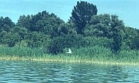 Silberreiher im Anflug