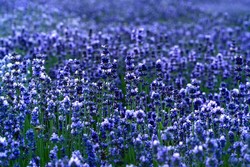 Lavendelblüte auf der Halbinsel Tihany