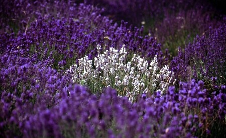 Lila und weiße Lavendel
