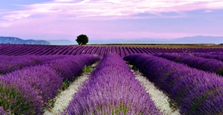 Lavebdelanbau in Tihany