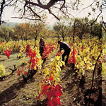 Weinanbau im Balaton Oberland