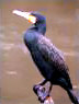 Kormoran