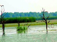 Ein Vogelreservat im Naturschutzgebiet Theiß See