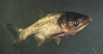 Marmorkarpfen aus dem Balaton