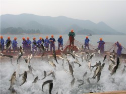 Der Fang von Graskarpfen in der Amur