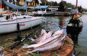 Fogasch ist ein Zanderfisch im Balaton