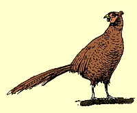 Gefüllter Fasan