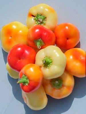 Verschiedene Tomaten