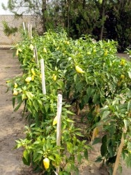 Tomate aus dem eigenen Garten