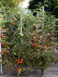 Tomate aus dem eigenen Garten