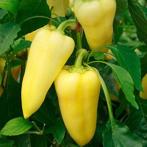 Weie Paprika - Ungarische Paprika